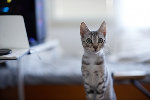 Grey tabby kitten with wide eyes - Australian Stock Image