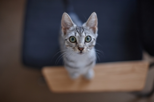 Grey tabby kitten with wide eyes - Australian Stock Image