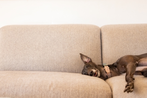 Greyhound dog lying asleep on couch with ear standing straight up in the air - Australian Stock Image