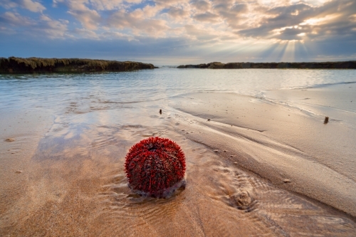 Ground level view of a red sea urchin lying on a beach with a sunset behind - Australian Stock Image