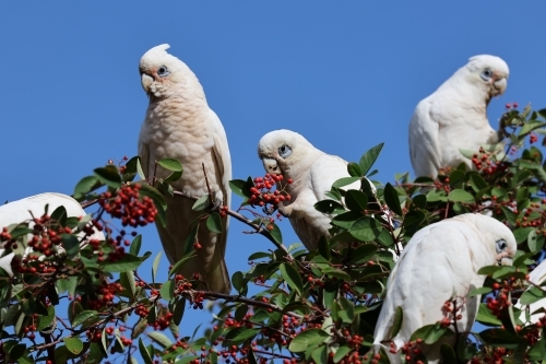 Group of Corellas Feeding - Australian Stock Image