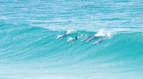 Group of dolphins riding the same wave - Australian Stock Image