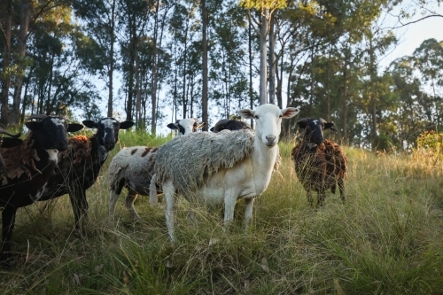 Group of Dorper breed sheep in field with golden light. Feeding time at sunset. - Australian Stock Image