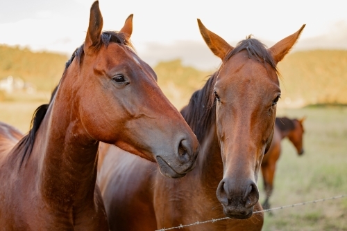 Group of horses gathering together at fence line on rural property - Australian Stock Image