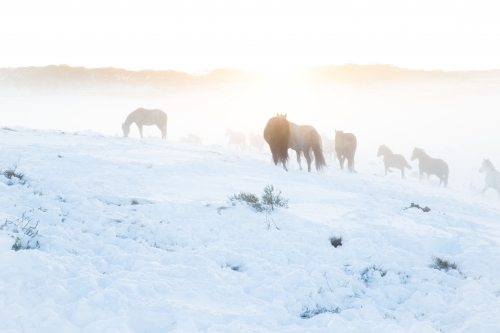 Group of horses grazing the land covered with snow. - Australian Stock Image