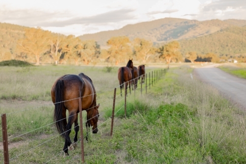 Group of horses walking together along fence line beside rural country road - Australian Stock Image