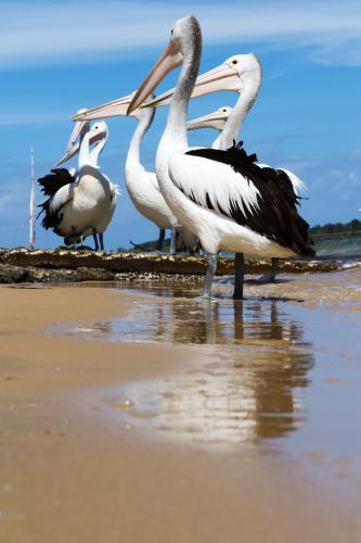 Group of hungry pelicans waiting at the boat ramp in Ballina, NSW - Australian Stock Image