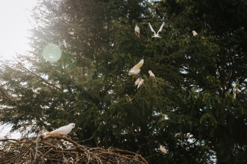 Group of little corellas perched on a tree. - Australian Stock Image