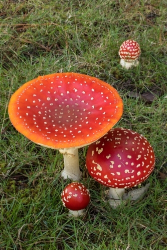 Group of red mushrooms (fly agaric) against green grass - Australian Stock Image