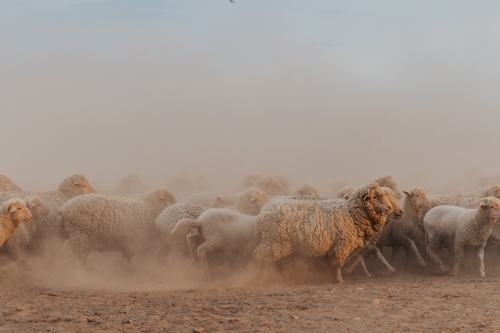 Group of sheep moving left to right - Australian Stock Image