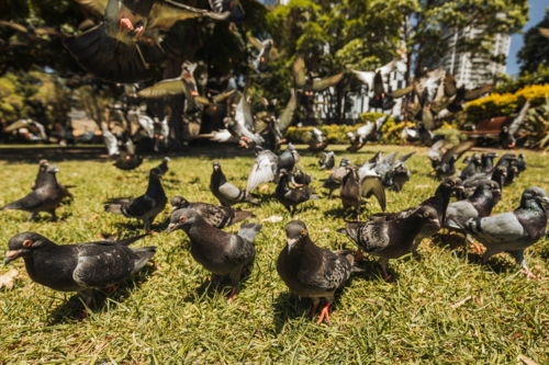 Group of wild pigeons gathering in Sydney park close up - Australian Stock Image