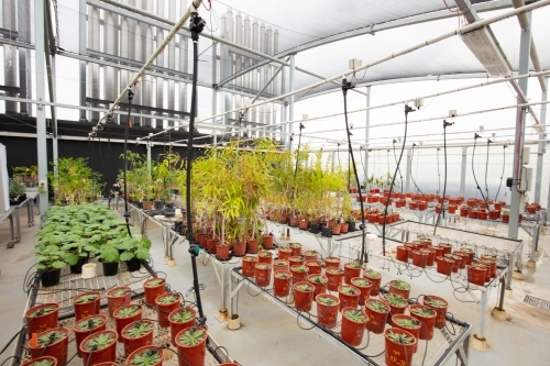 Growing of various plants in a greenhouse for scientific study on the top of a building. - Australian Stock Image