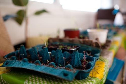 Growing seedlings in egg carton - Australian Stock Image