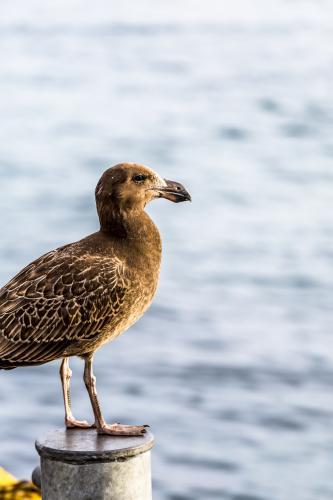 Gull on a jetty - Australian Stock Image