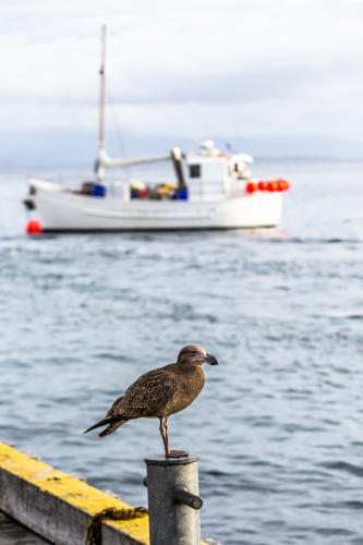 Gull on a jetty with fishing boat in background - Australian Stock Image