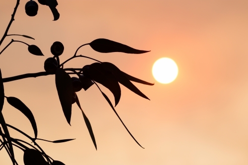 Gum leaves and gum nuts silhouetted against orange sky - Australian Stock Image