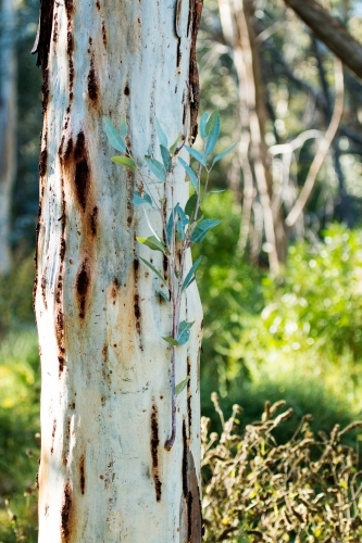 Gum leaves shooting from tree trunk - Australian Stock Image