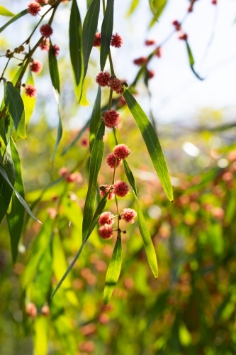 Gum leaves with blossom - Australian Stock Image