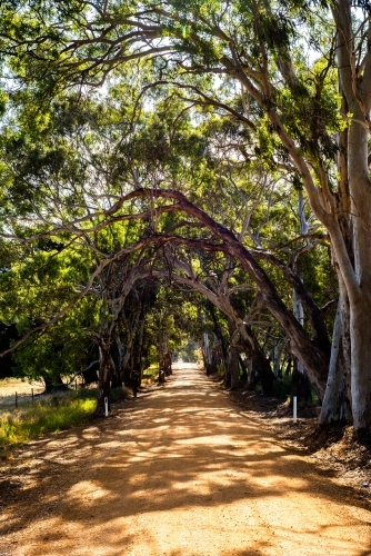 gum tree avenue - Australian Stock Image