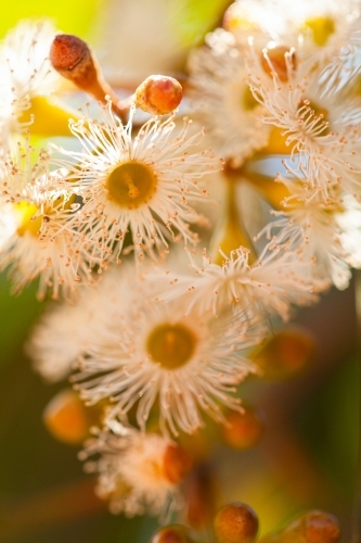 Gum tree blossoms close up - Australian Stock Image