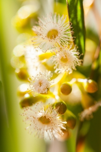 Gum tree blossoms close up - Australian Stock Image
