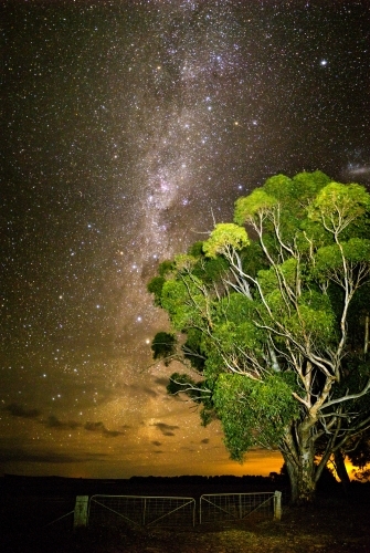 Gum tree in front of Milky Way rising above clouds vertical - Australian Stock Image