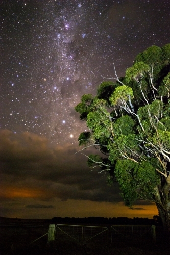 Gum tree in front of stars rising above clouds vertical - Australian Stock Image