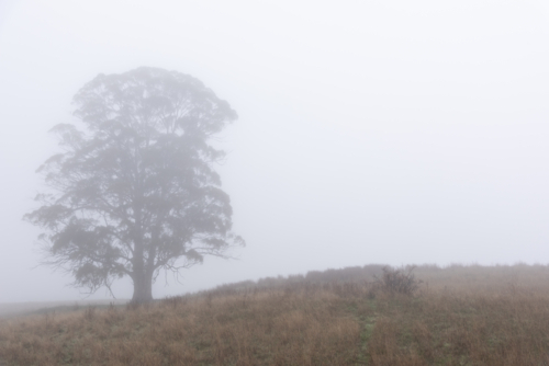 gum tree in the winter mist - Australian Stock Image