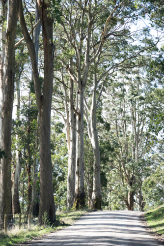 gum tree lined country road - Australian Stock Image