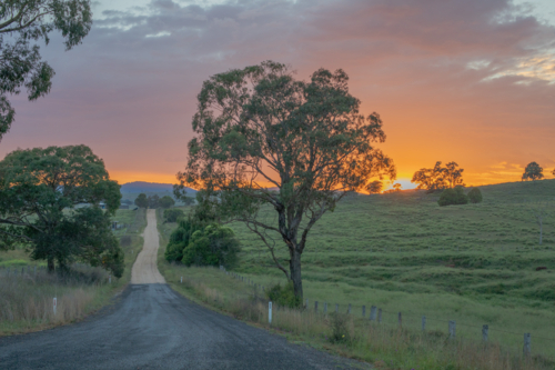 Gum tree on early morning beside country road - Australian Stock Image