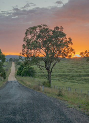 Gum tree on early morning beside country road - Australian Stock Image
