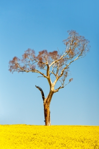 Gum tree standting tall among the undulating flowering golden canola fields - Australian Stock Image