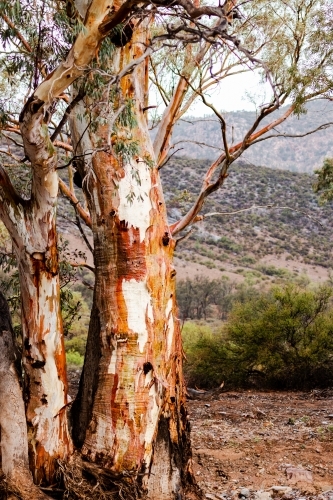 gum trees after rain - Australian Stock Image