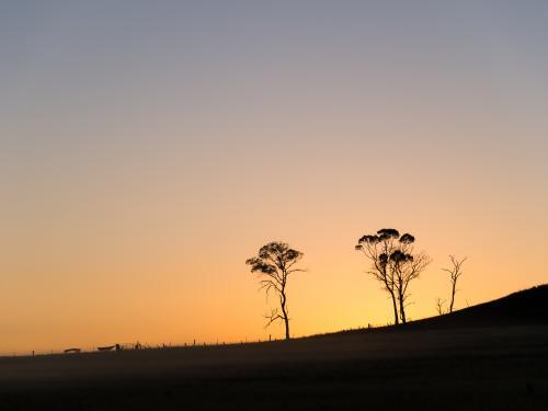 Gum trees silhouetted against dawn sky before sunrise - Australian Stock Image