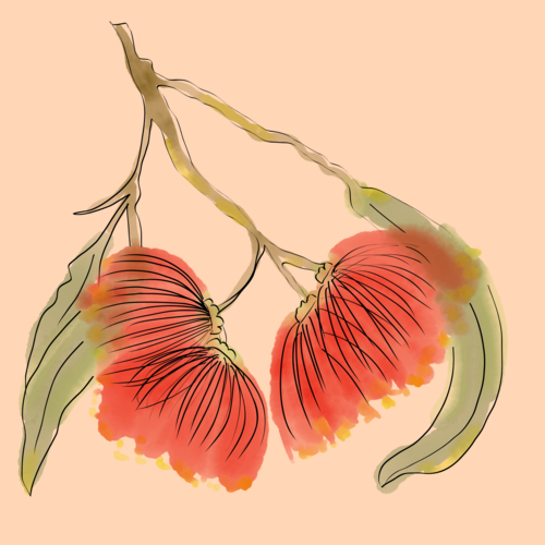 Hand drawn red flowering Eucalypt specimen on orange background - Australian Stock Image