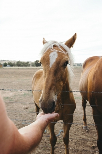 Hand feeding a gorgeous palomino horse