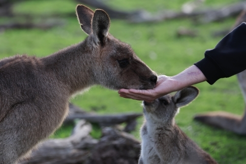 Hand Feeding Grey Kangaroo - Australian Stock Image