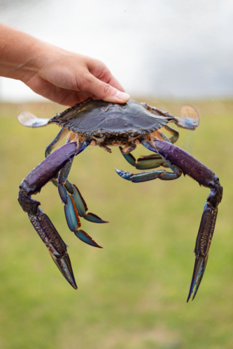 Hand holding blue manna crab - Australian Stock Image