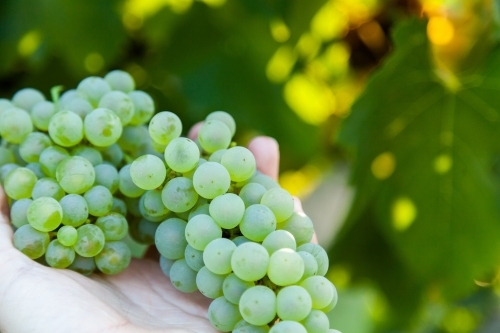 Hand holding freshly picked white grapes - Australian Stock Image