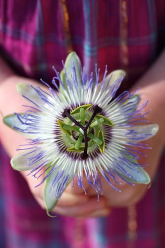 Hands holding a passionfruit flower - Australian Stock Image