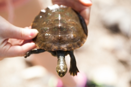 Hands holding an Eastern Long Neck Turtle - Australian Stock Image