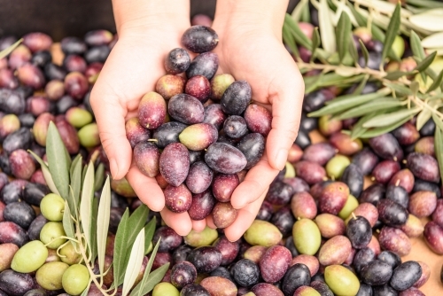 Hands holding olives, pile of olives background. Harvest season. - Australian Stock Image