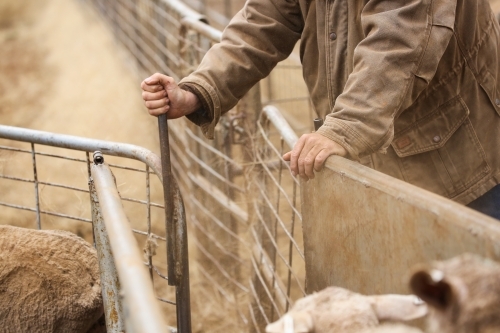 Hands of a stockman as he drafts ewes down a race - Australian Stock Image