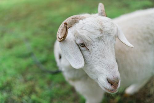 Handsome White Goat - Australian Stock Image