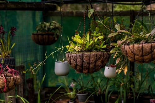 Hanging plants in backyard - Australian Stock Image