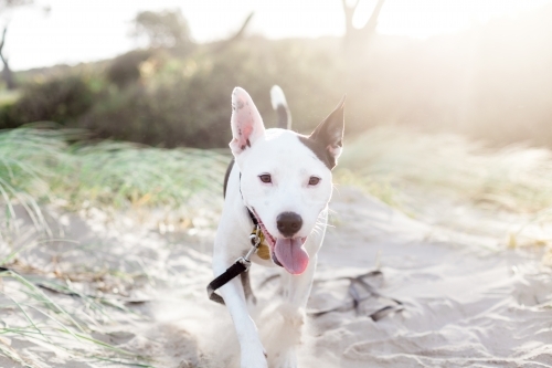 Happy black and white dog walks forward on a sandy beach at sunset. - Australian Stock Image