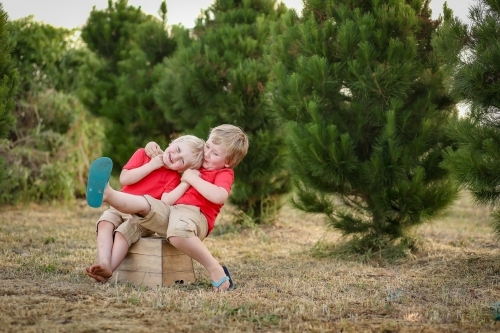Happy boys wearing red shirts sitting on wooden box on Christmas tree farm - Australian Stock Image