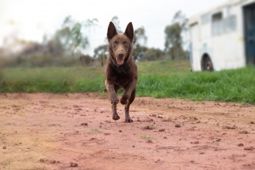 Happy brown cattle dog running towards camera on farm - Australian Stock Image