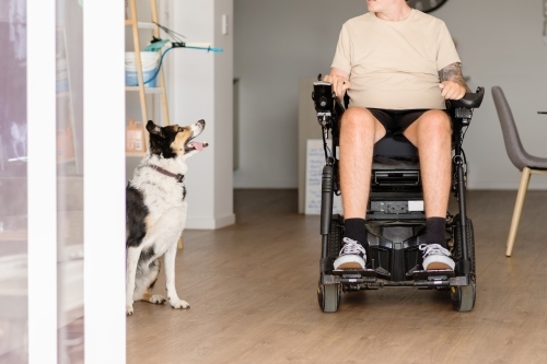 happy dog as a companion for man in wheelchair - Australian Stock Image