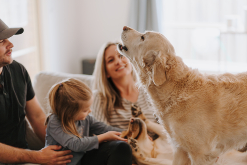 Happy family snuggles on the couch with their pets. - Australian Stock Image